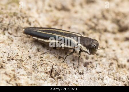 Two-lined Chestnut Borer (Agrilus bilineatus) Stock Photo