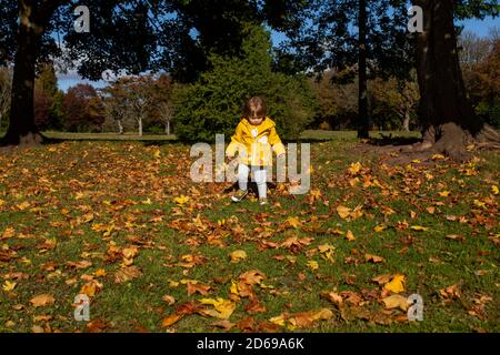 Cardiff, Wales, UK. 14th Oct, 2020. Eve Hawkins, 2, explores fallen maple leaves in a Cardiff park as autumnal colours show. Credit: Mark Hawkins/Alamy Live News Stock Photo