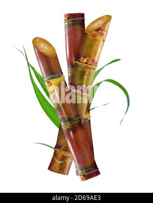 Sugar cane isolated on white background Stock Photo