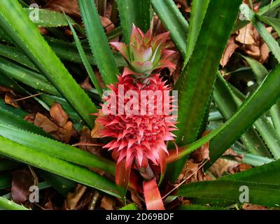 Closeup view of the exotic red colored fruit of the wild red pineapple (ananas bracteatus) with prickly green leaves in tropical rainforest on Mahe. Stock Photo