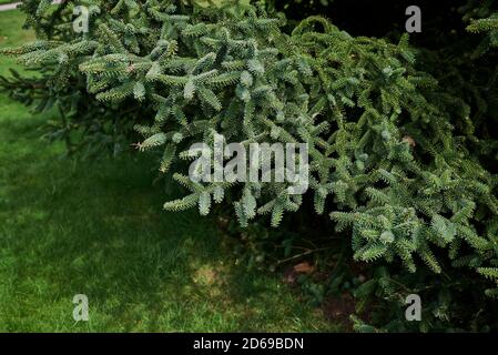 Abies pinsapo textured foliage Stock Photo