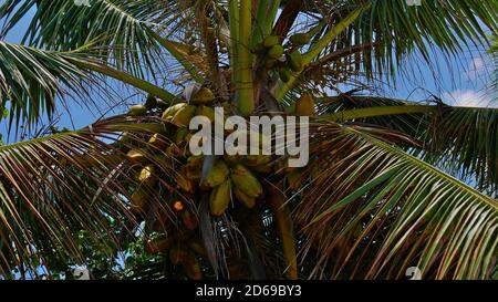 Closeup view of the top of a tropical coconut tree (cocos nucifera) with a lot of coconut fruits and palm leaves on Mahe island, Seychelles. Stock Photo