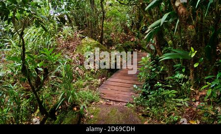 Wooden bridge on a footpath leading to Morne Blanc, Mahe island, Seychelles through densely grown rain forest. Stock Photo