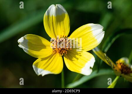 The flower of a Arizona beggarticks 'Hannay's Lemon Drop' (Bidens aurea 'Hannay's Lemon Drop') Stock Photo