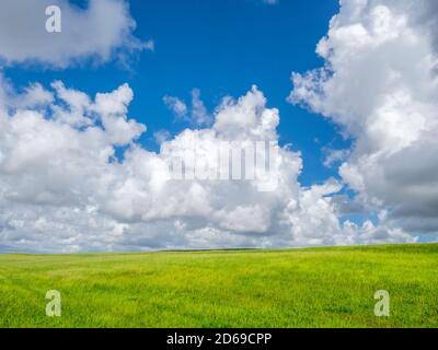 Blue sky with big white clouds filling most of sky overgreen field in southwest Florida Stock Photo