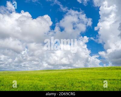 Blue sky with big white clouds filling most of sky overgreen field in southwest Florida Stock Photo