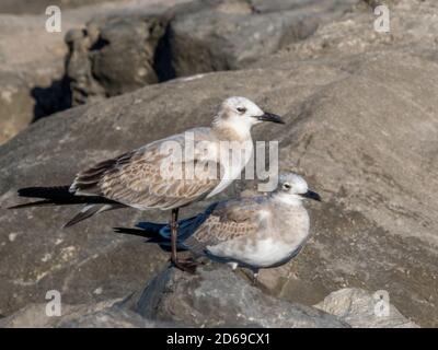 Two birds sitting together on a rock Stock Photo