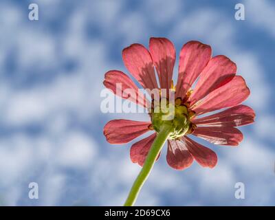 Close up of red flower from below aganist a blue sky with white clouds Stock Photo