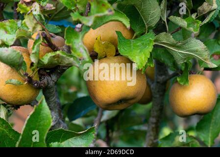 Old Somerset Russet apples growing on a tree (Malus domestica 'Old Somerset Russet') Stock Photo