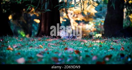 Squirrel eats nuts Stock Photo