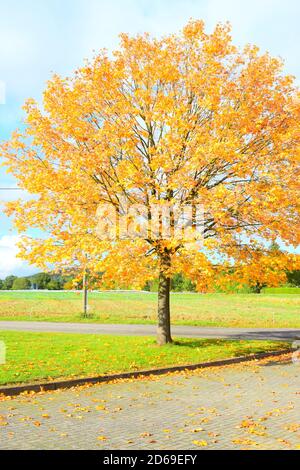 perfect maple tree in autumn Stock Photo