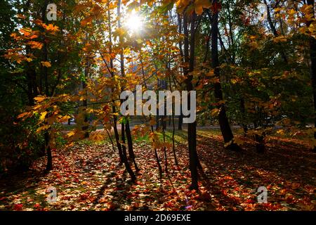 Autumn colored leaves in maple trees at sunset Stock Photo