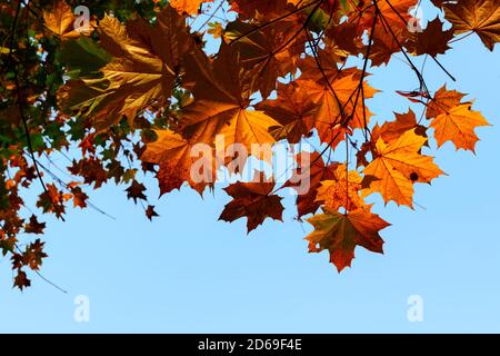 Canada maple branch with autumn red leaves on blue sky Stock Photo