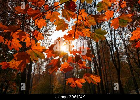 Autumn colored leaves in maple trees at sunset Stock Photo