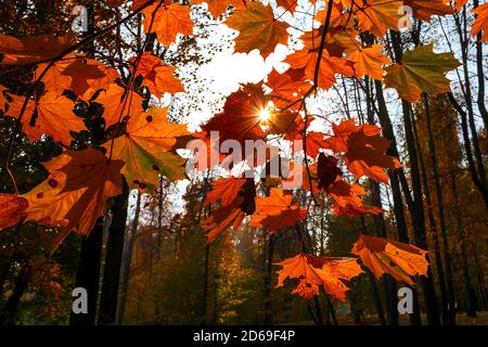 Red and orange maple leaves in autumn colored trees at sunset Stock Photo