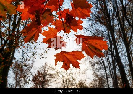 Red maple leaves in Autumn colored trees at sunset Stock Photo