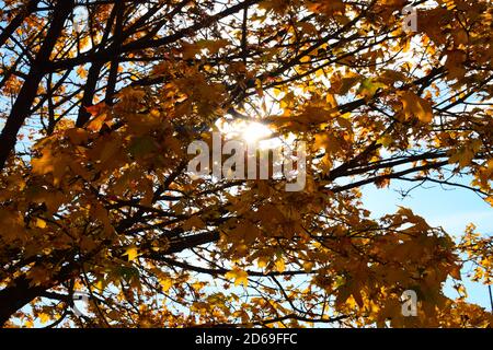 perfect maple tree in autumn Stock Photo