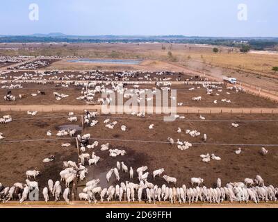 Aerial drone view of many oxen grazing on sunny summer day on feedlot cattle farm in Amazon, Para, Brazil. Concept of agriculture,environment, ecology