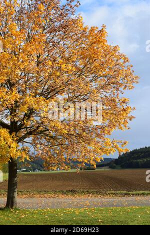 perfect maple tree in autumn Stock Photo