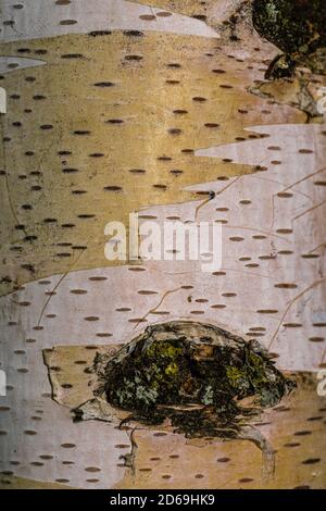 Bark of Cutleaf Weeping European White Birch (Betula pendula 'Dalecarlica') Stock Photo