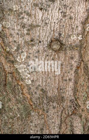 Bark of Northfire Red Maple (Acer rubrum 'Olsen') Stock Photo