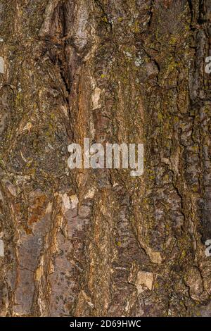 Bark of Rosehill Oak (Quercus robur 'Asjes') Stock Photo