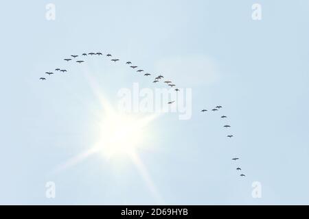 A migratory flock of geese flies in the form of a wedge to the south, wintering is autumn. There is a bright sun in the sky Stock Photo