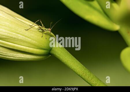Macro Photography of a Cricket Insect on a Green Bud of Lily Flower, side view. Stock Photo
