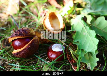 'Autumn Conkers' September 2020 This photo was set up at the foot of a conker tree in the Cotswold England. Stock Photo