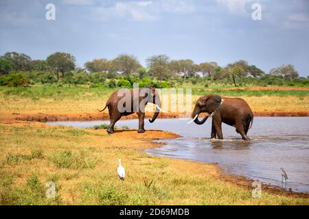 Elephants in the savannah near a water hole comes to drink.