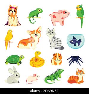 Pets animals set. Vector flat cartoon illustrations. Exotic domestic animal, birds and reptiles isolated on white background. Stock Vector