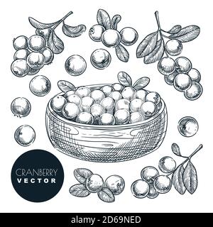 Cranberry berries sketch vector illustration. Cowberry harvest in bowl. Hand drawn agriculture and farm isolated design elements. Stock Vector