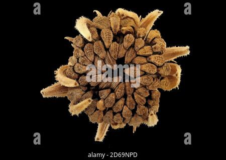 Common marigold - Ringelblume - Calendula officinalis Stock Photo - Alamy