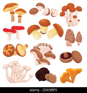 Mushrooms collection, isolated on white background. Vector flat cartoon illustration. Food ingredients design elements. Autumn harvest of forest edibl Stock Vector