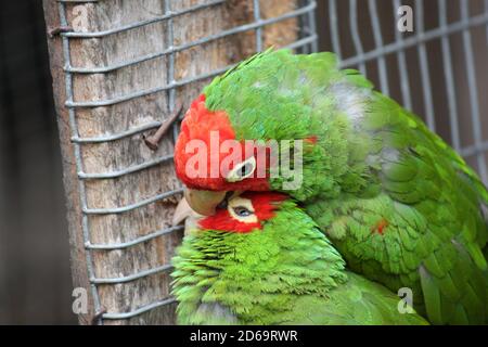 Closeup shot of colorful parakeets Stock Photo