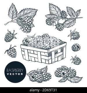 Raspberry berries sketch vector illustration. Blackberry harvest in wooden basket. Hand drawn agriculture and farm isolated design elements. Stock Vector