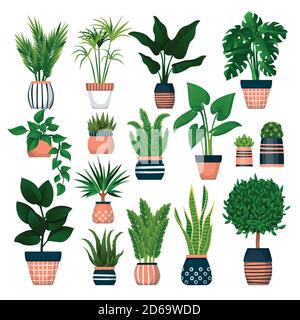 Home plants in decorative pots, isolated on white background. Vector flat cartoon illustration of green potted houseplants. House room decoration desi Stock Vector