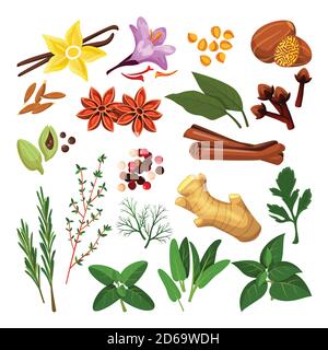 Spices and herbs set. Vector flat cartoon illustration, isolated on white background. Cinnamon, pepper, anise, clove, ginger, cooking icons and design Stock Vector