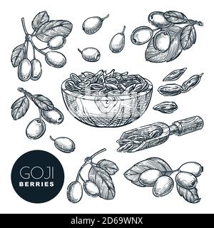 Goji berries sketch vector illustration. Wolfberries harvest in wooden bowl. Hand drawn gojiberries isolated design elements. Stock Vector