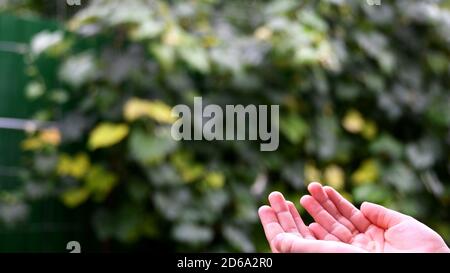 Closeup of wet fingers of little child in rain. Kid plays in drizzle collecting droplets in hands. Summer rain Stock Photo