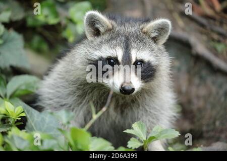 Wild raccoon (Procyon lotor) near to a burrow on an urban park of North America