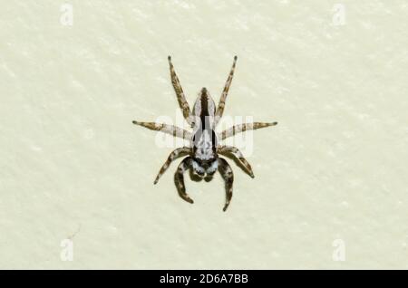 Image Of Gray Wall Jumper Spider Male (Menemerus Bivittatus) On The ...