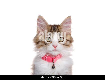 Close up portrait of a Norwegian Forrest Cat kitten wearing a pink collar with a bell. Looking directly at viewer. Isolated on white. Stock Photo