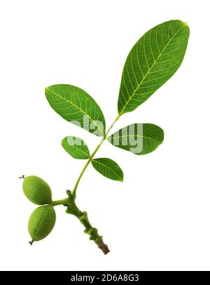 Green walnuts on walnut branch isolated on white background. Stock Photo