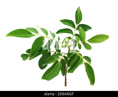 Green walnuts on walnut branch isolated on white background. Stock Photo