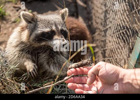 A curious racoon reaching out to a man's hand to touch him. A racoon being friendly. Wire fence behind it. Stock Photo