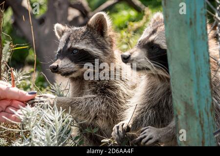 Curious racoons reaching out to a woman's hand to touch her. A racoon being friendly.  Stock Photo