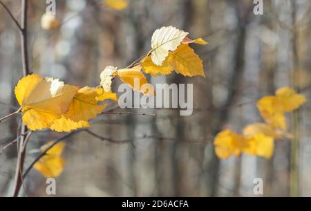 Yellow autumn birch leaves on a branch fluttering in the wind Stock Photo