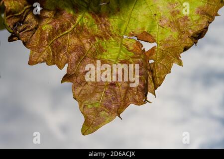 A closeup picture of an autumn vine leaf. Light blue background. Picture from Malmo, Sweden Stock Photo