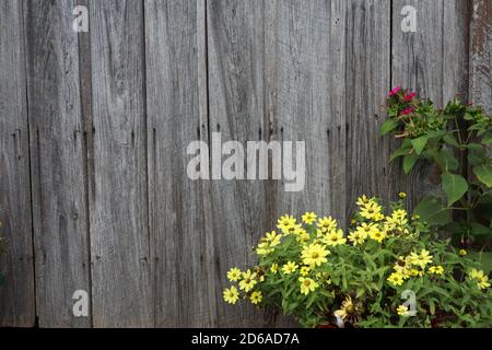 Red and flowers bloom against a backdrop of a rustic wooden barn Stock Photo